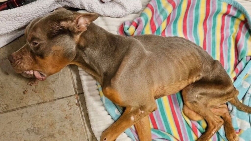 Dog