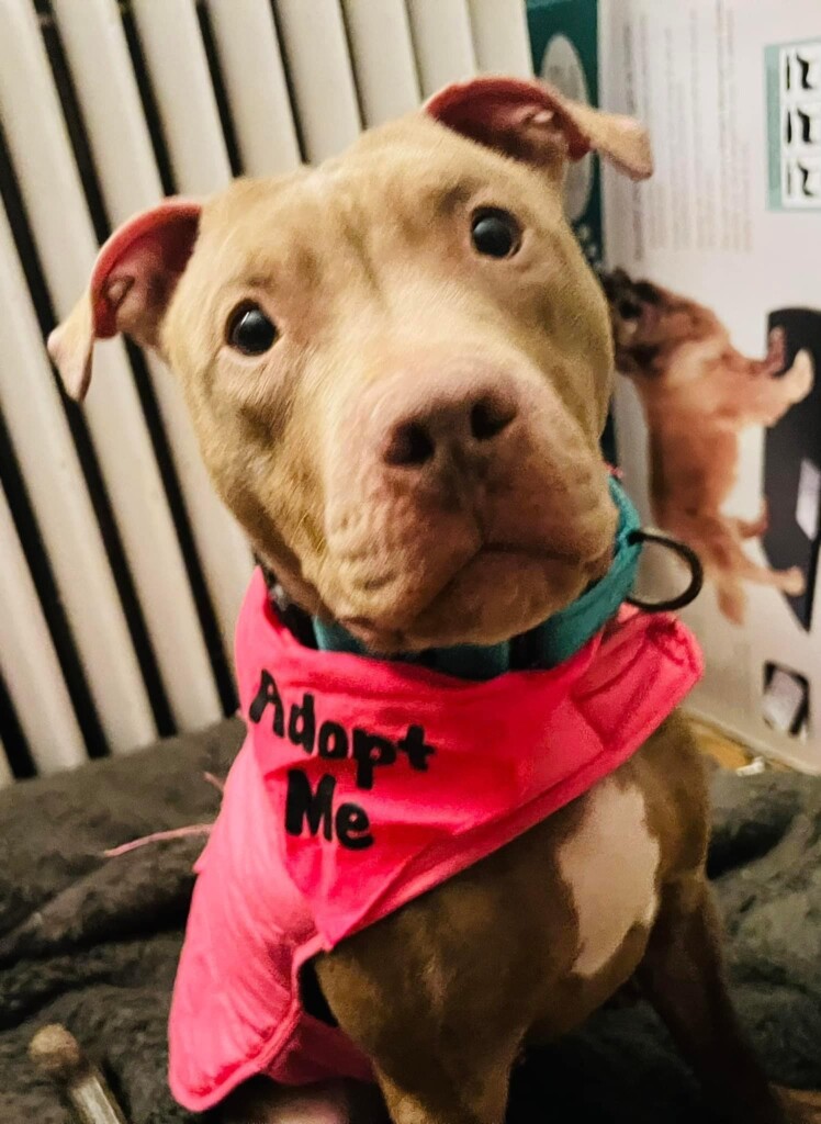 Honeyadoptme