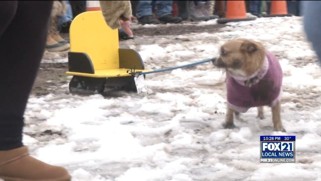 Mini Sled Dogs
