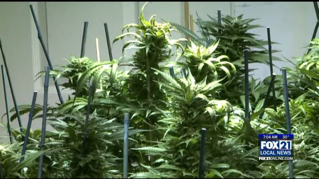 Med Marijuana
