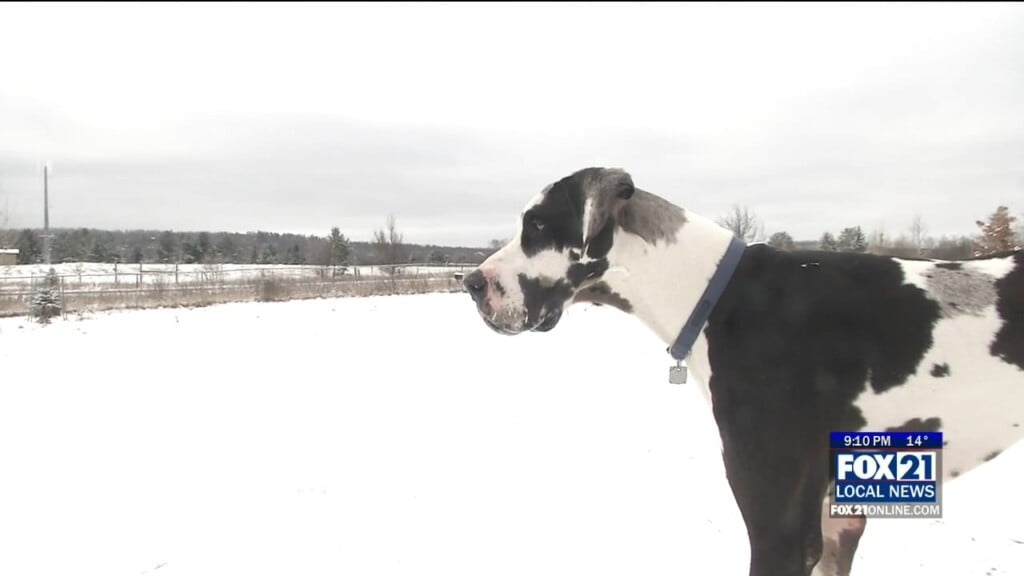 Dogs Snow