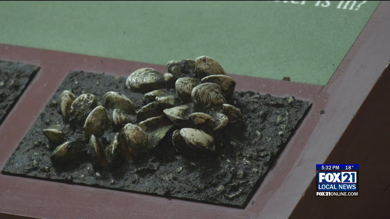 invasive species - Fox21Online