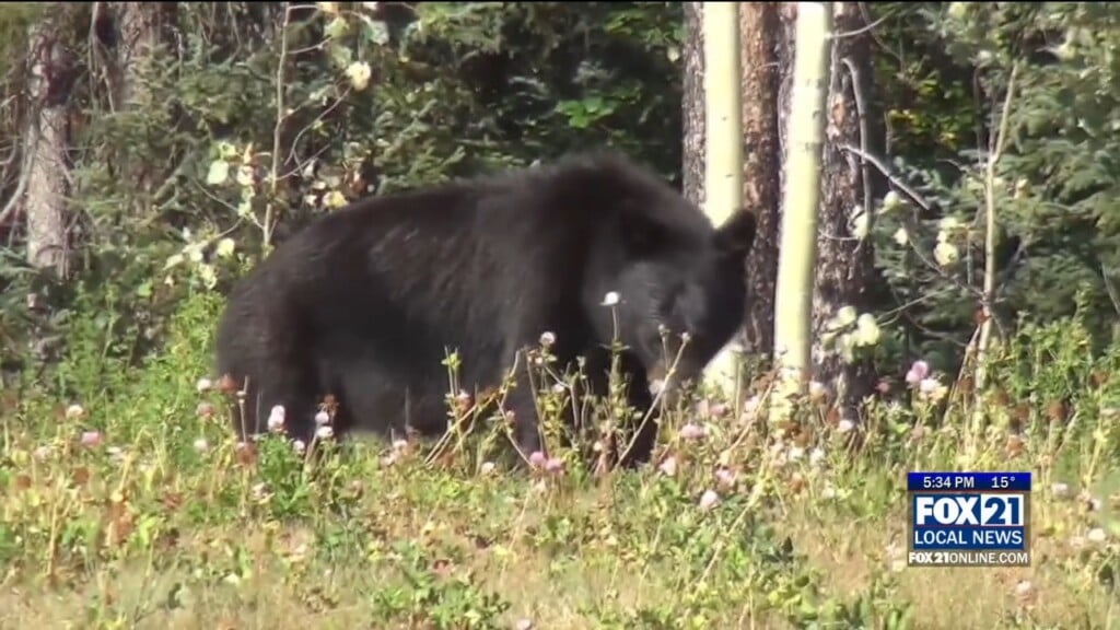 Bears