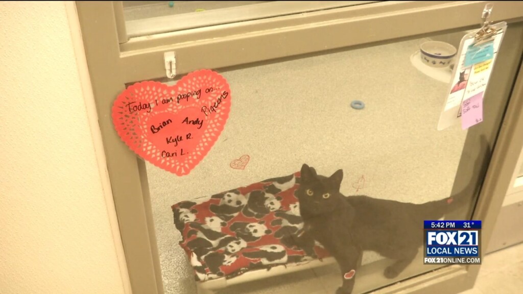 Hsdc Love Stinks