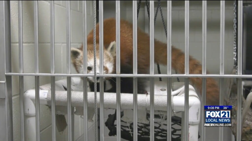 Red Panda