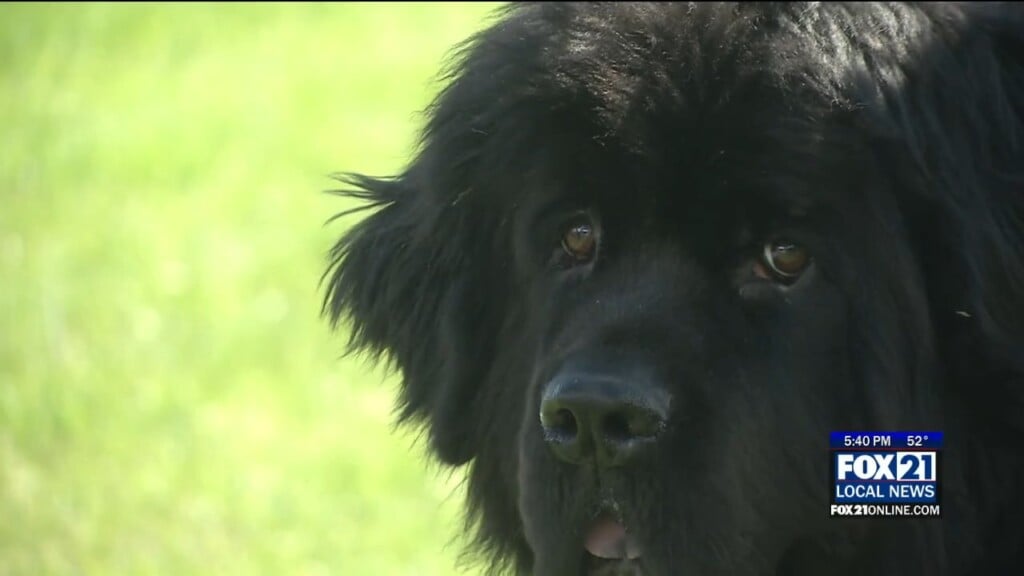 Newfie Show