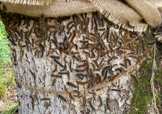 Spongy Moth Pic