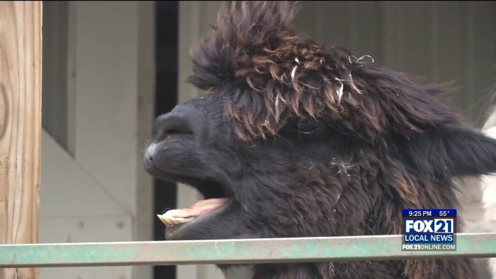 Alpaca