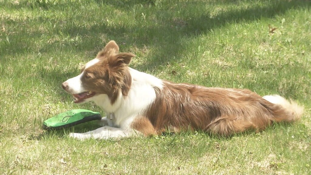 Disc Dog Still