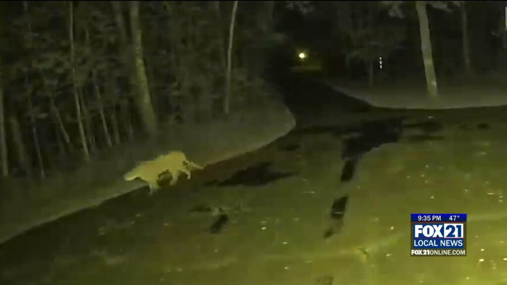 Cougar Horse Bears