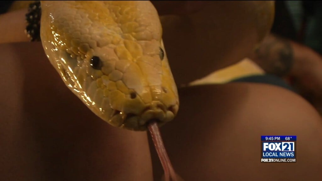 Snake Pit Kyn