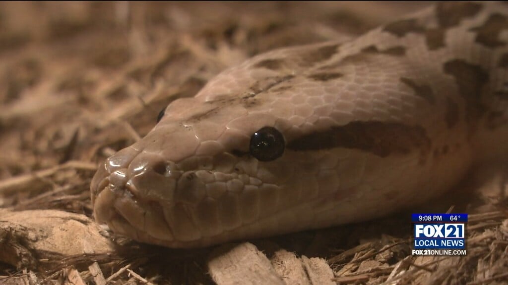 Snake Pit