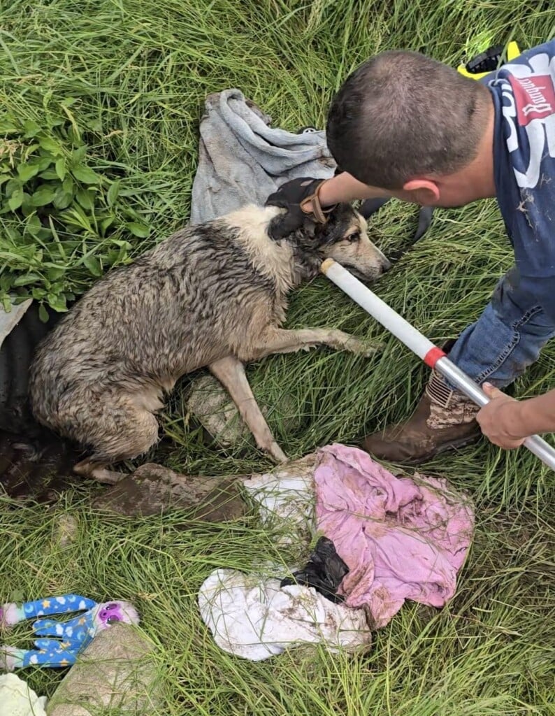 Stray Rescue 8