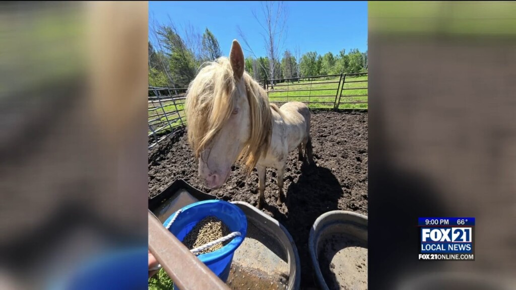 Horse Case