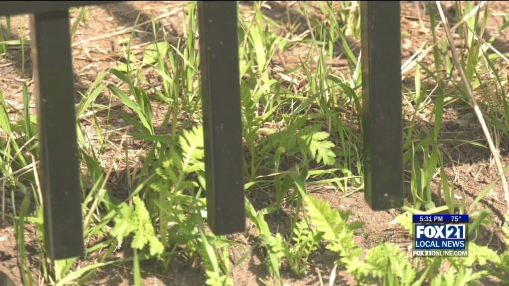 I 35 Fencing