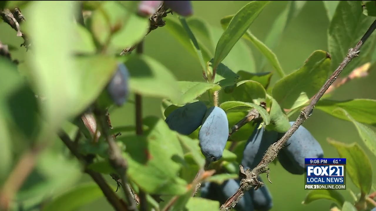 Honeyberry Season in Full Swing at Farm LoLa in Wrenshall