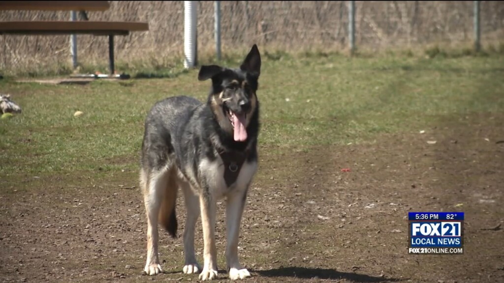 Dog Training