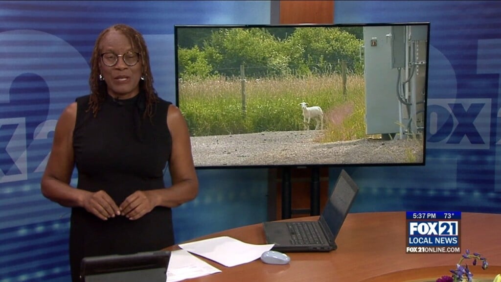 Sheep Pkg