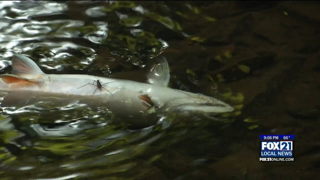 Dead Fish