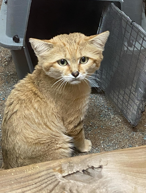 Sand Cats