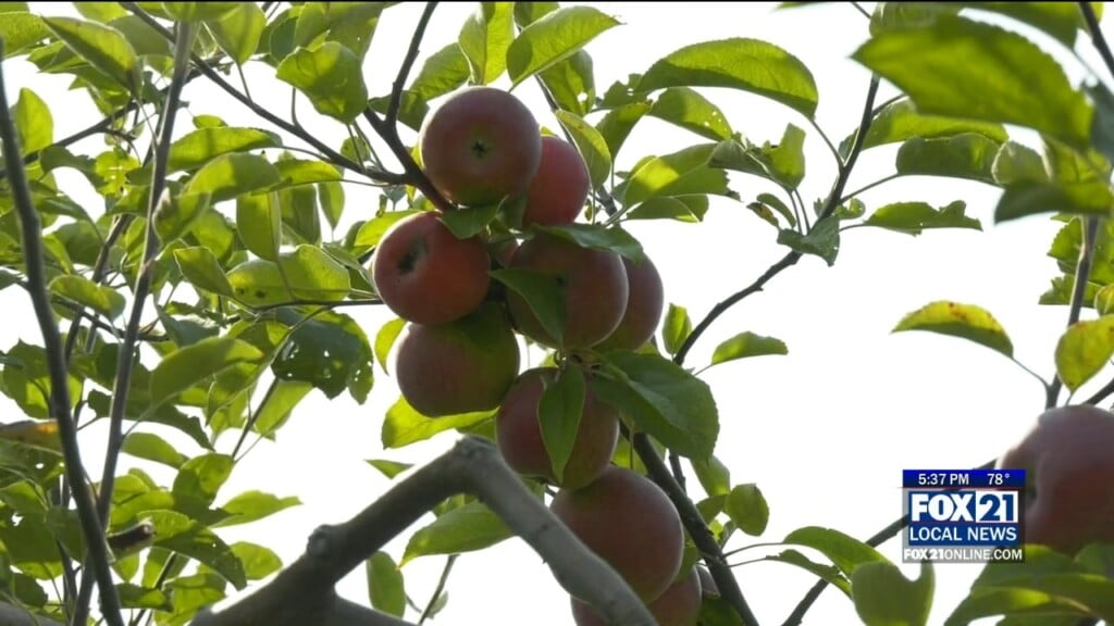 Apples