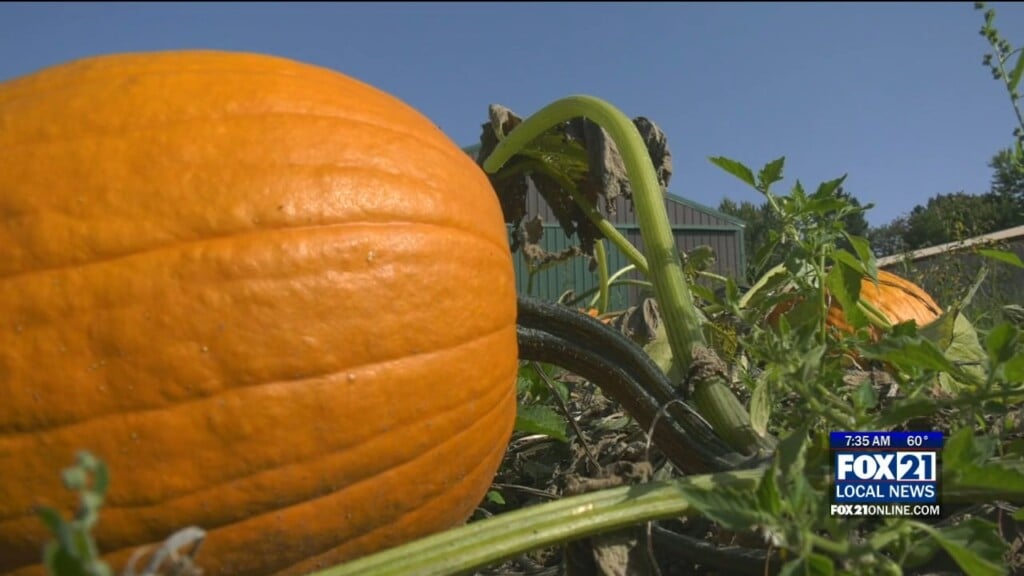 Pumpkins