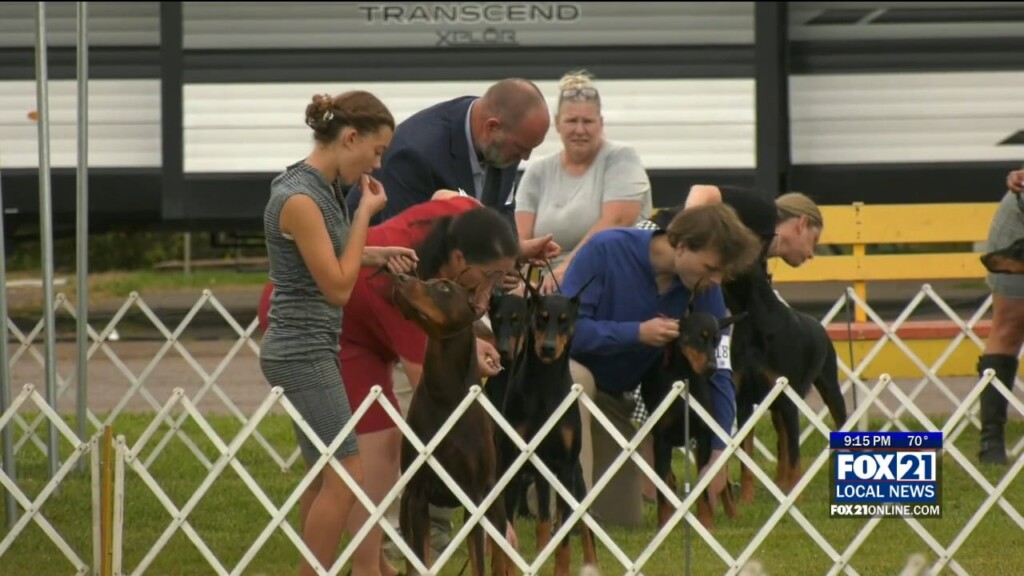 Dog Show
