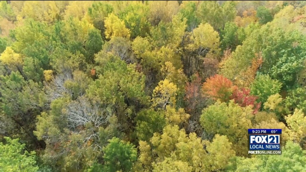 Fall Colors