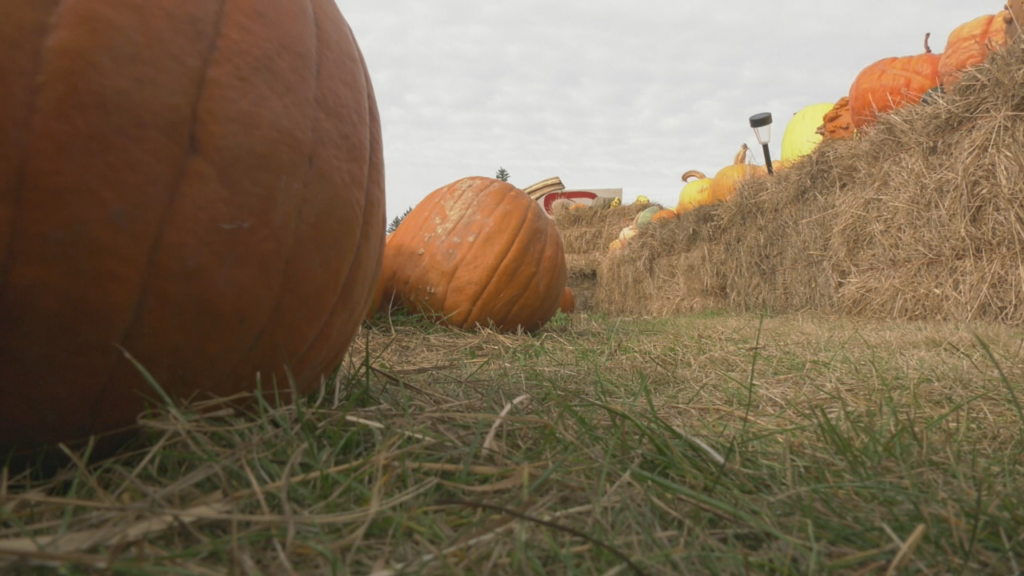 Pumpkin Pic