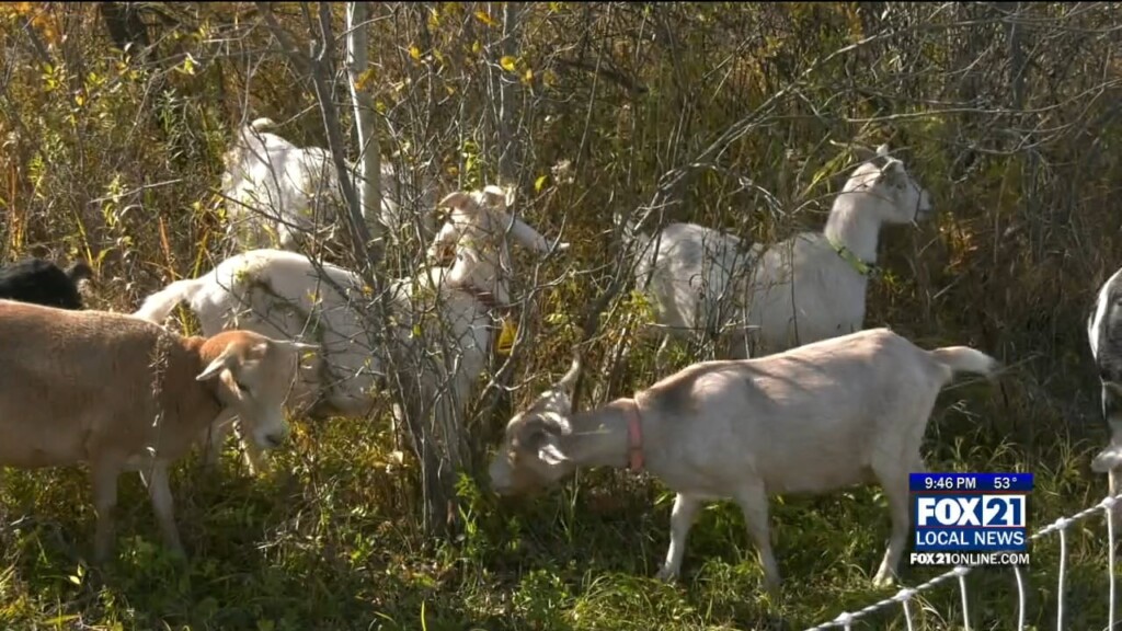 Superior Goats