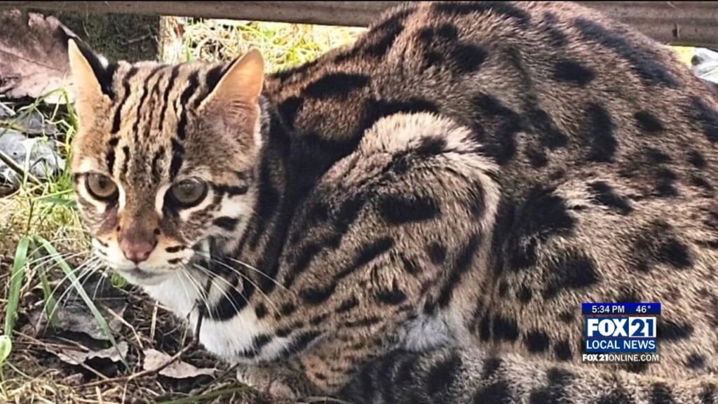 Wildcatexpansion