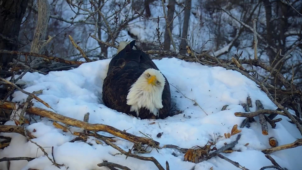 Minnesota DNR To Launch New EagleCam - Fox21Online