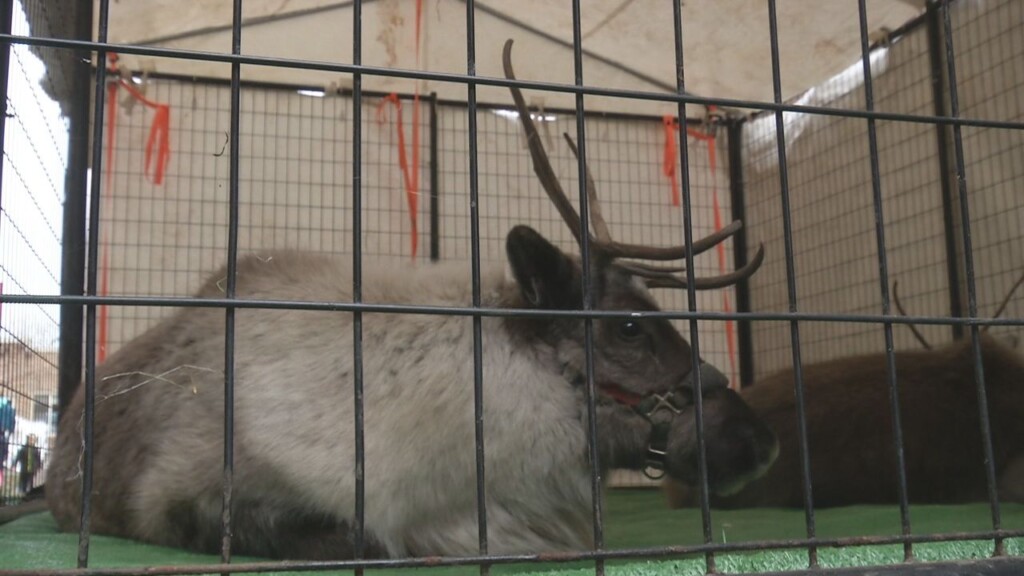 Reindeer Still