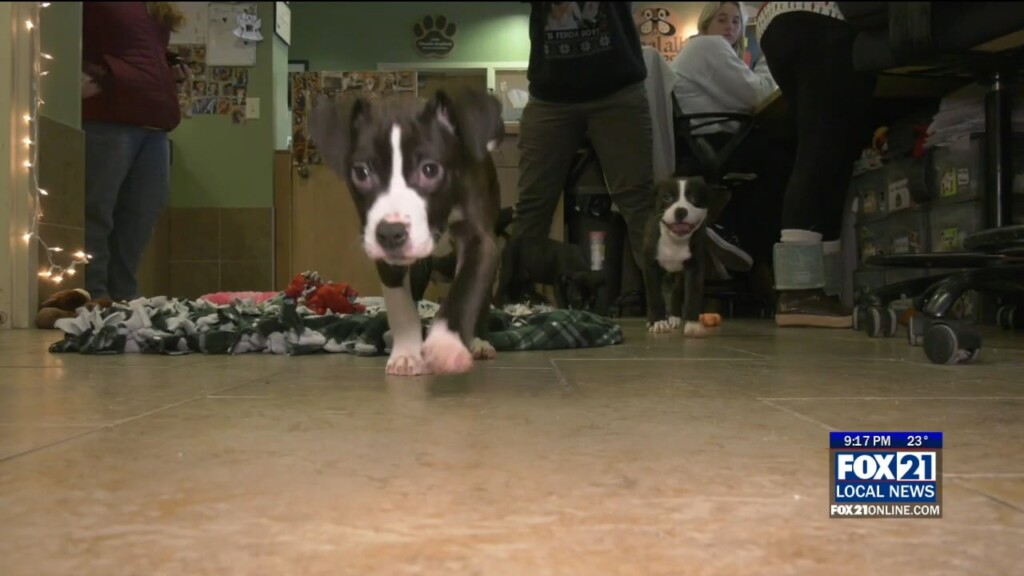 Puppies