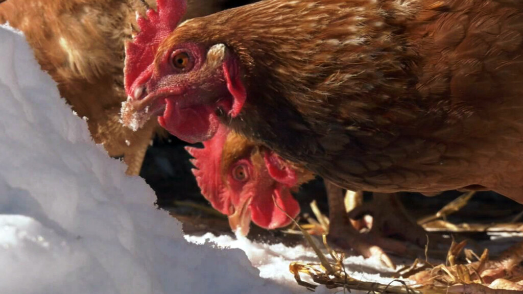 Locallylaideggs