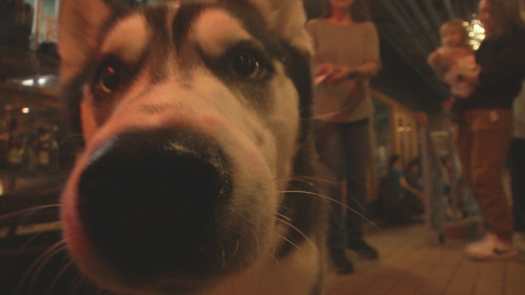 Puppy Still