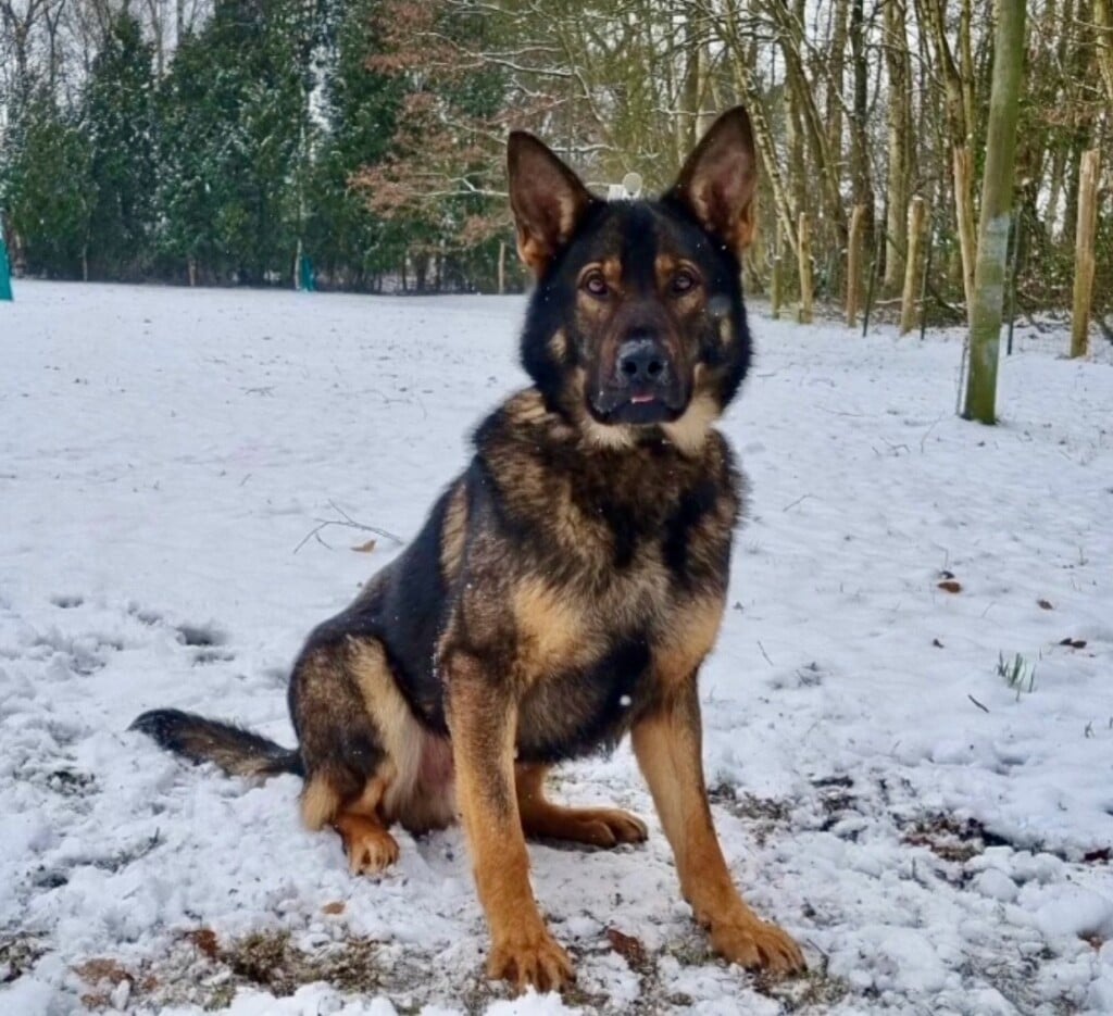 Hibbing Police K9 1