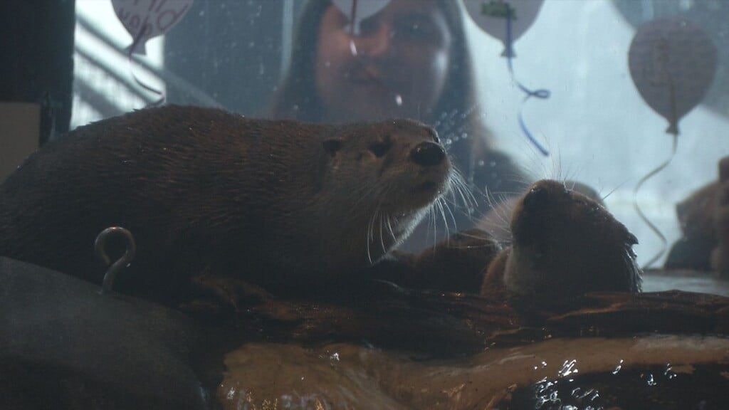 Otter Still
