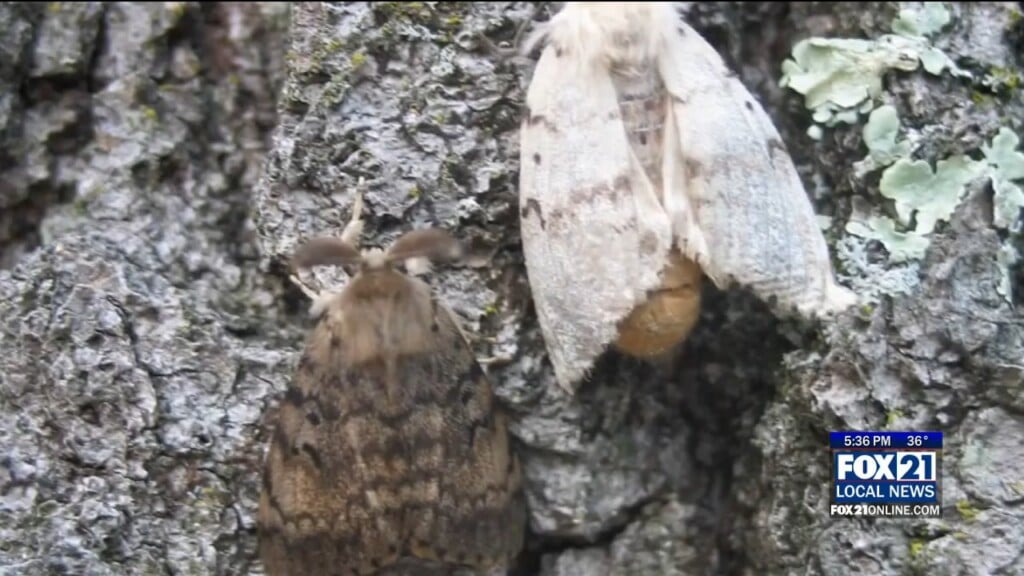 Spongy Moths