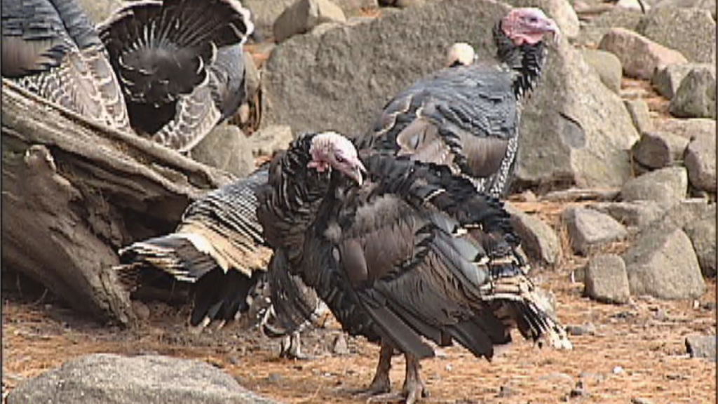 Turkey Pic