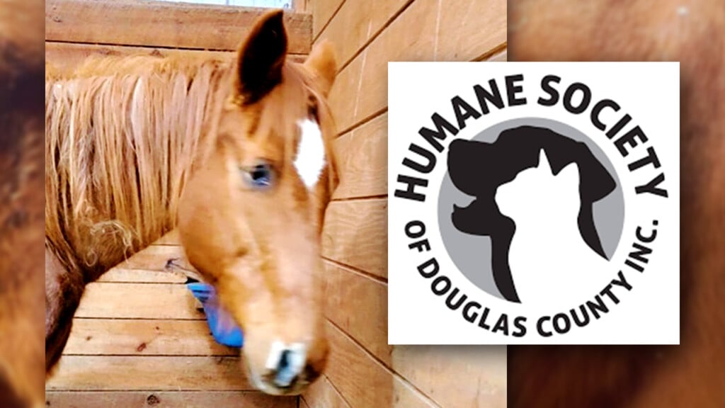 Horseneglecthelp