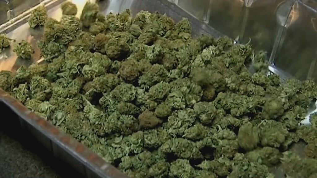 Cannabis