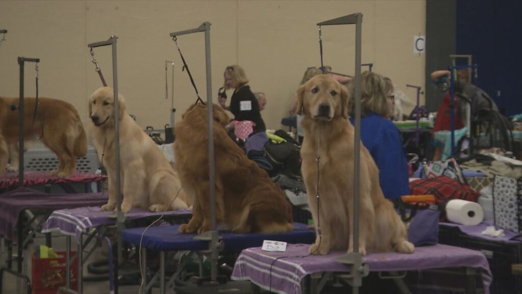 Dogshow