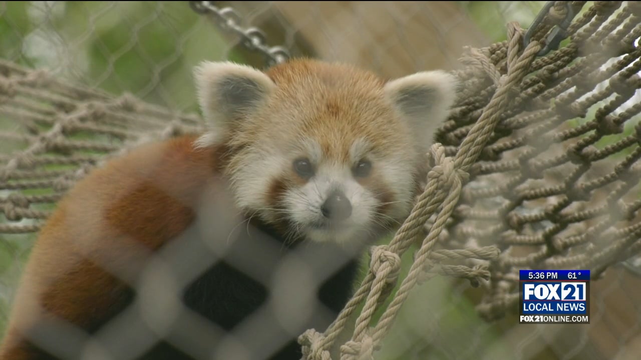Red Panda at Lake Superior Zoo Gets a New Roommate - Fox21Online