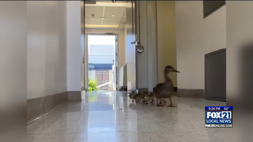 Ducklings