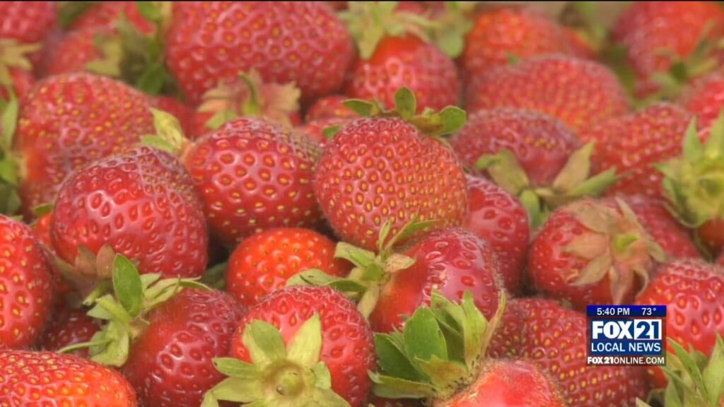 Happy Critter Strawberry Farm