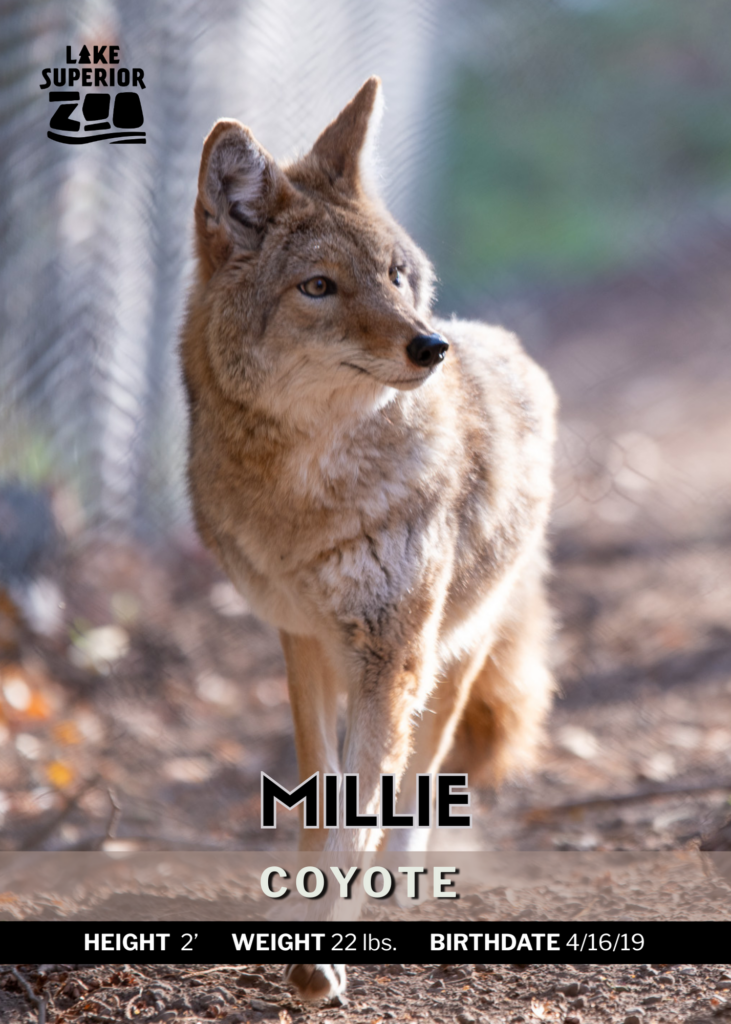 Coyote front
