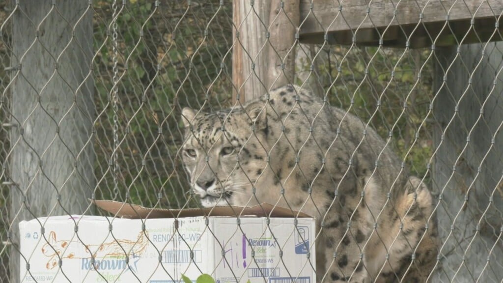 Leopard Pic