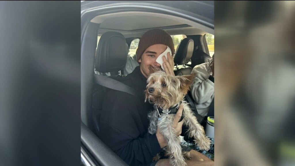 Dog Found