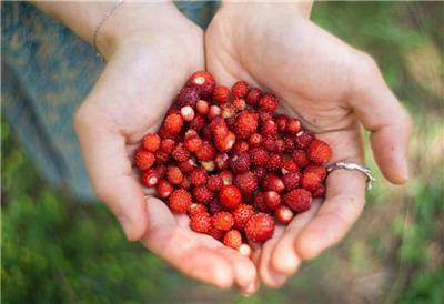 From Forest To Table, Wild Foods Day Brings Foraged Foods Into Focus